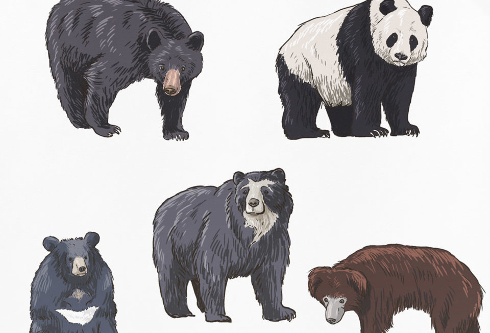 musée-de-l’ours-photographie-1