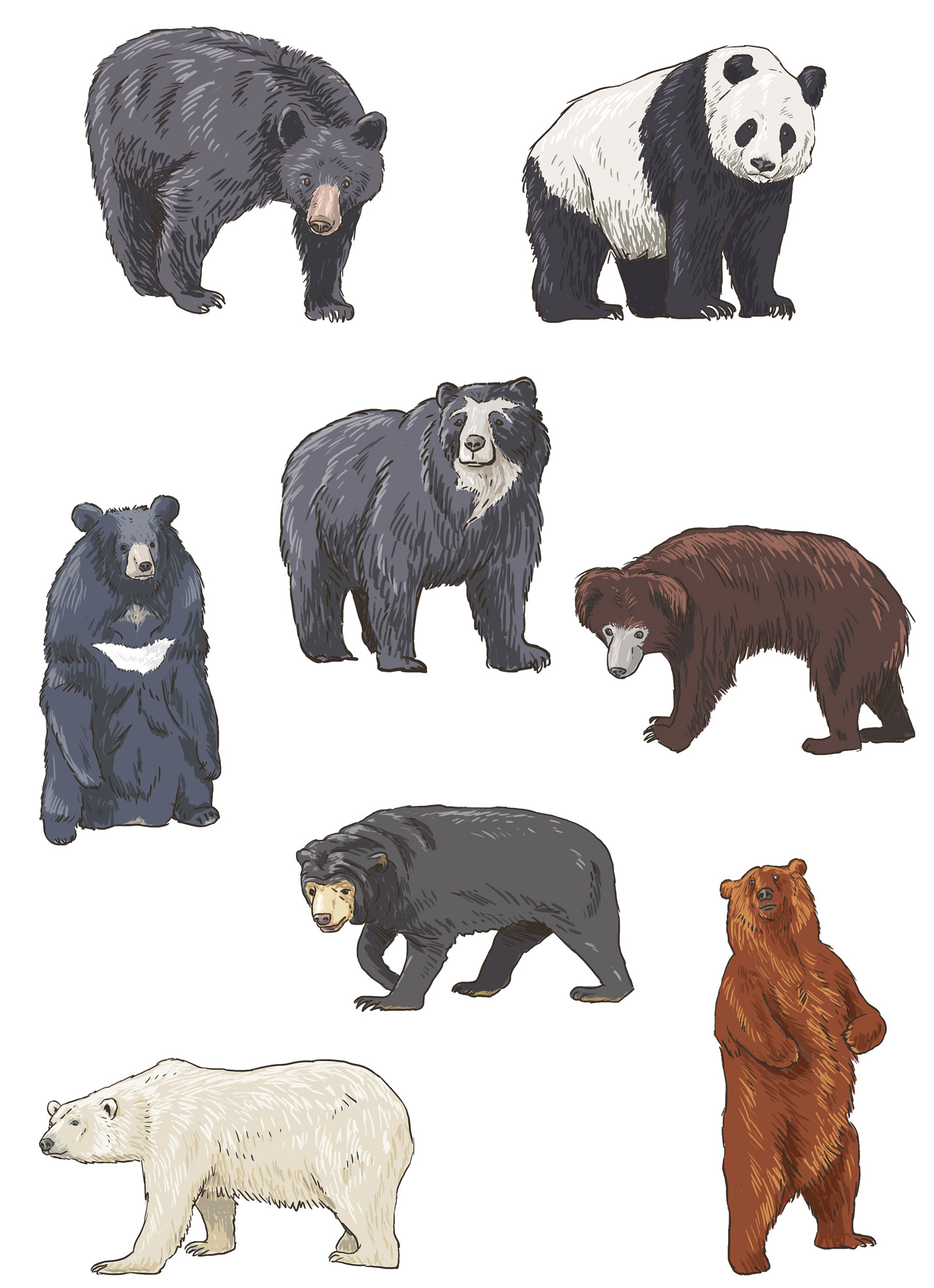 musée-de-l’ours-photographie-3